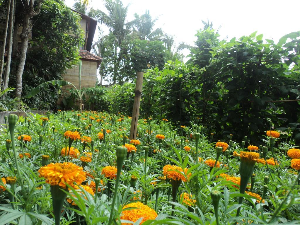 Villa Bhuana Alit Ubud Buitenkant foto
