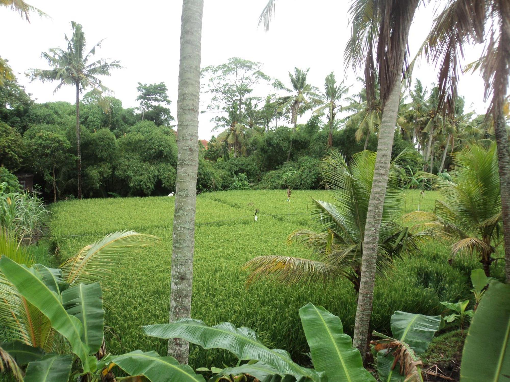 Villa Bhuana Alit Ubud Kamer foto